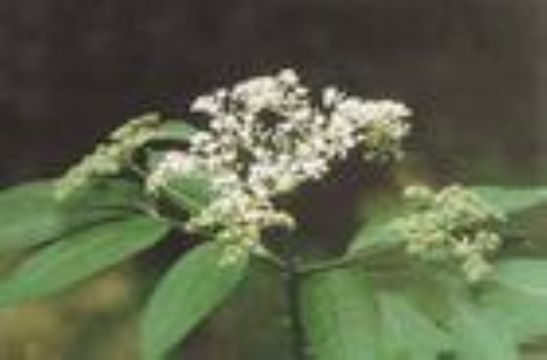 Elderberry     Anthocyanin